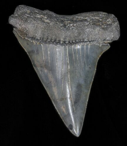 Large Fossil Mako Shark Tooth - Georgia #40649